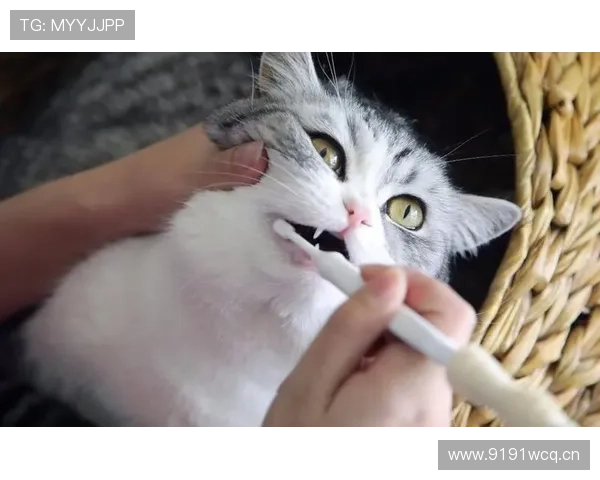 程语轩家的猫都比你我活得精致